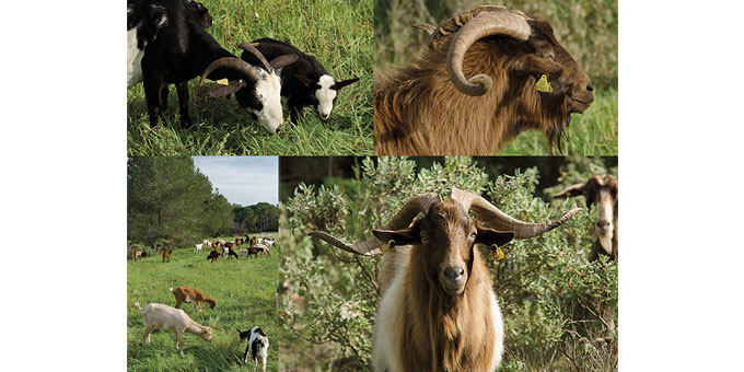 Image: https://archivos33.s3.eu-central-1.amazonaws.com/img-1535652612-1729870831.jpg