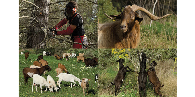 Image: https://archivos33.s3.eu-central-1.amazonaws.com/img-1535652624-912024969.jpg