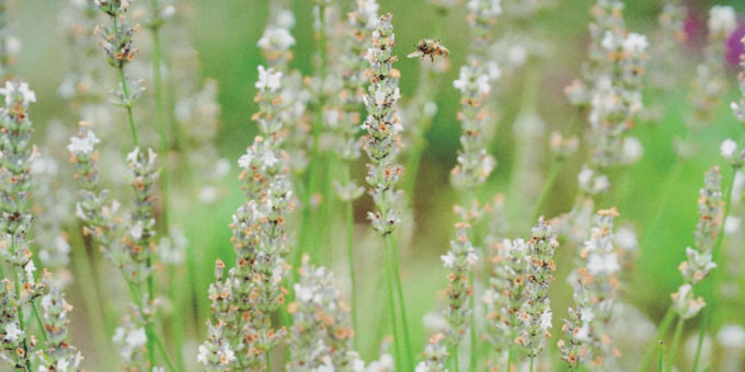 Image: https://archivos33.s3.eu-central-1.amazonaws.com/img-1655113921-1483771331.jpg